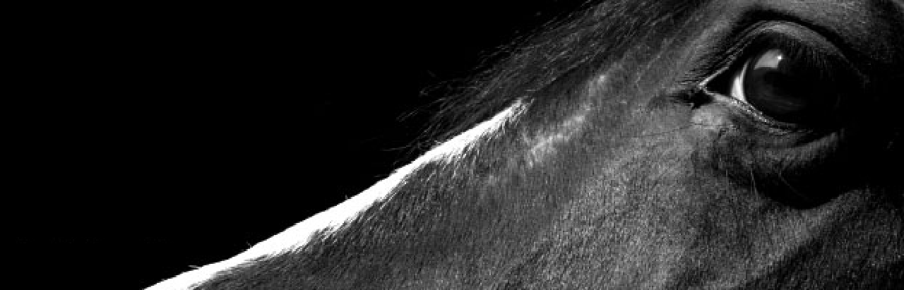 Hands-on equine care with the MED team